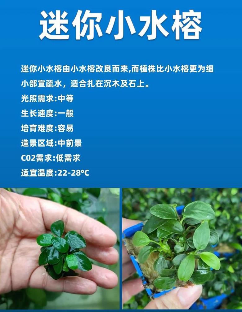鱼缸水草种植指南：适合初学者的水草选择