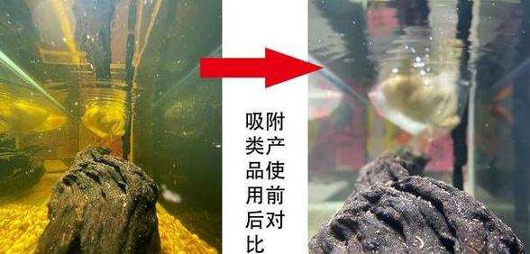 鱼缸水清澈发黄？水质改善指南