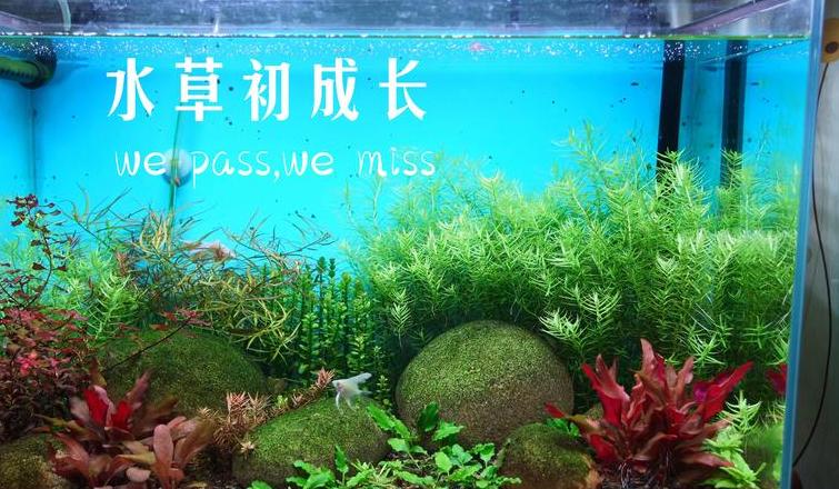 6040厘米鱼缸水草泥用量指南