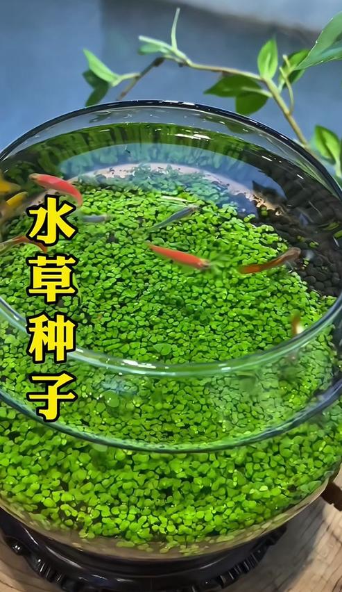 鱼缸水草种植攻略：种子播种与养护全解析