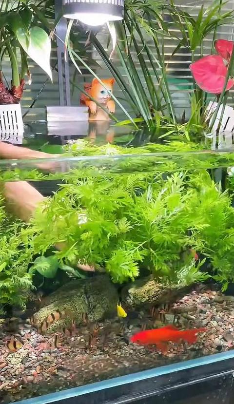 鱼缸水草选择指南：净化水质首选植物推荐