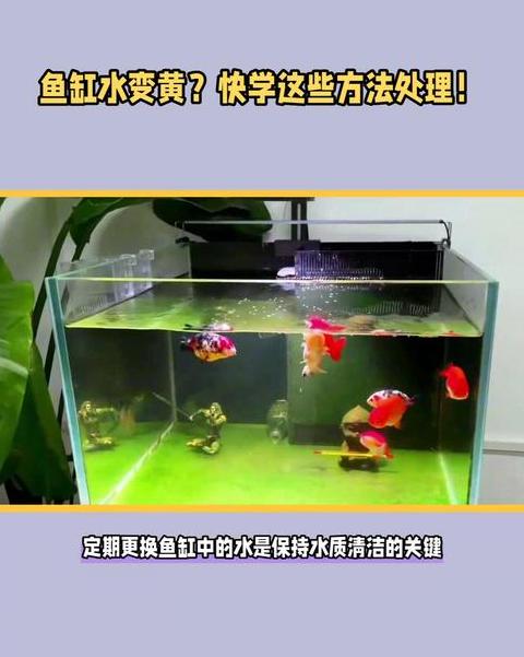 鱼缸水清澈微黄解决攻略
