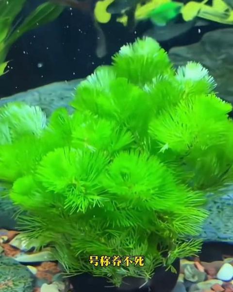 鱼缸水草挑选指南：净化水质与景观美化