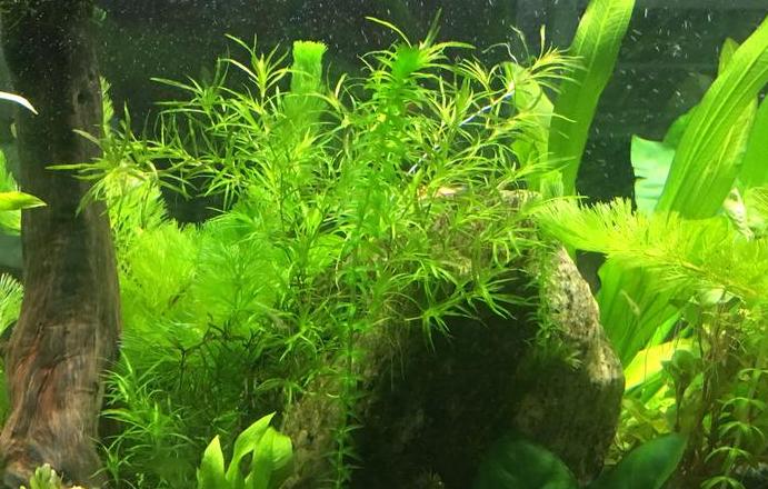 鱼缸水草养护攻略：简单技巧助你养出美丽水景