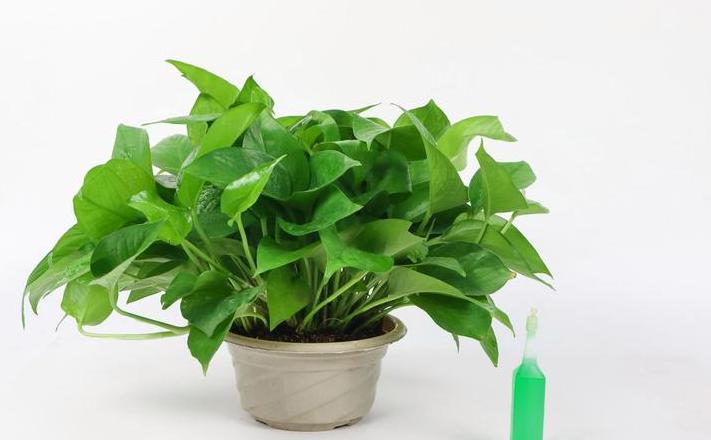 绿色植物去甲醛盘点：哪些植物最有效？
