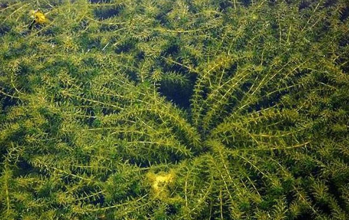 水生植物净化水质排名TOP5揭晓
