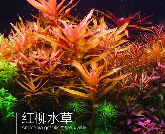 十大易养水草推荐，新手必看
