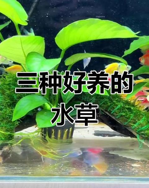 鱼缸水草养殖攻略：水草种植与鱼类养护全解析