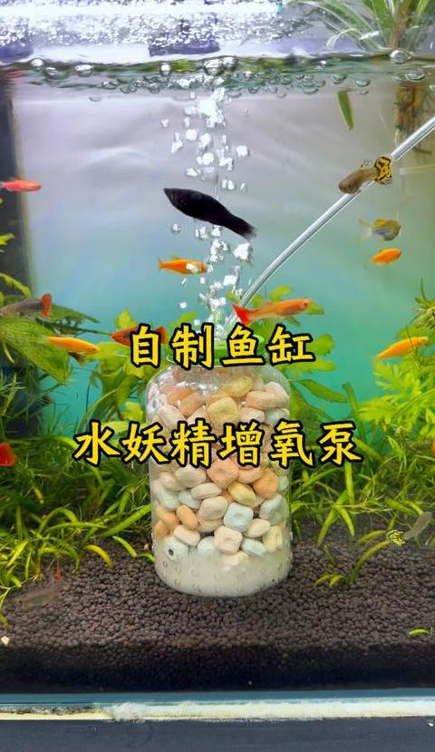 鱼缸增氧小技巧：简单三法提升水中氧气含量