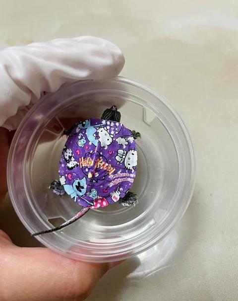 小乌龟壳油漆清洁小技巧
