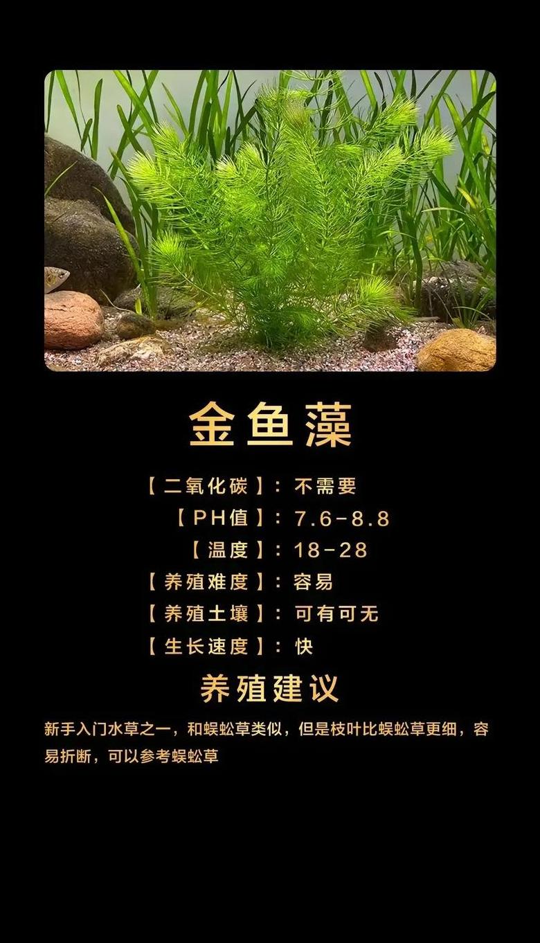 小鱼缸养水植物，二氧化碳缓释片使用指南及注意事项