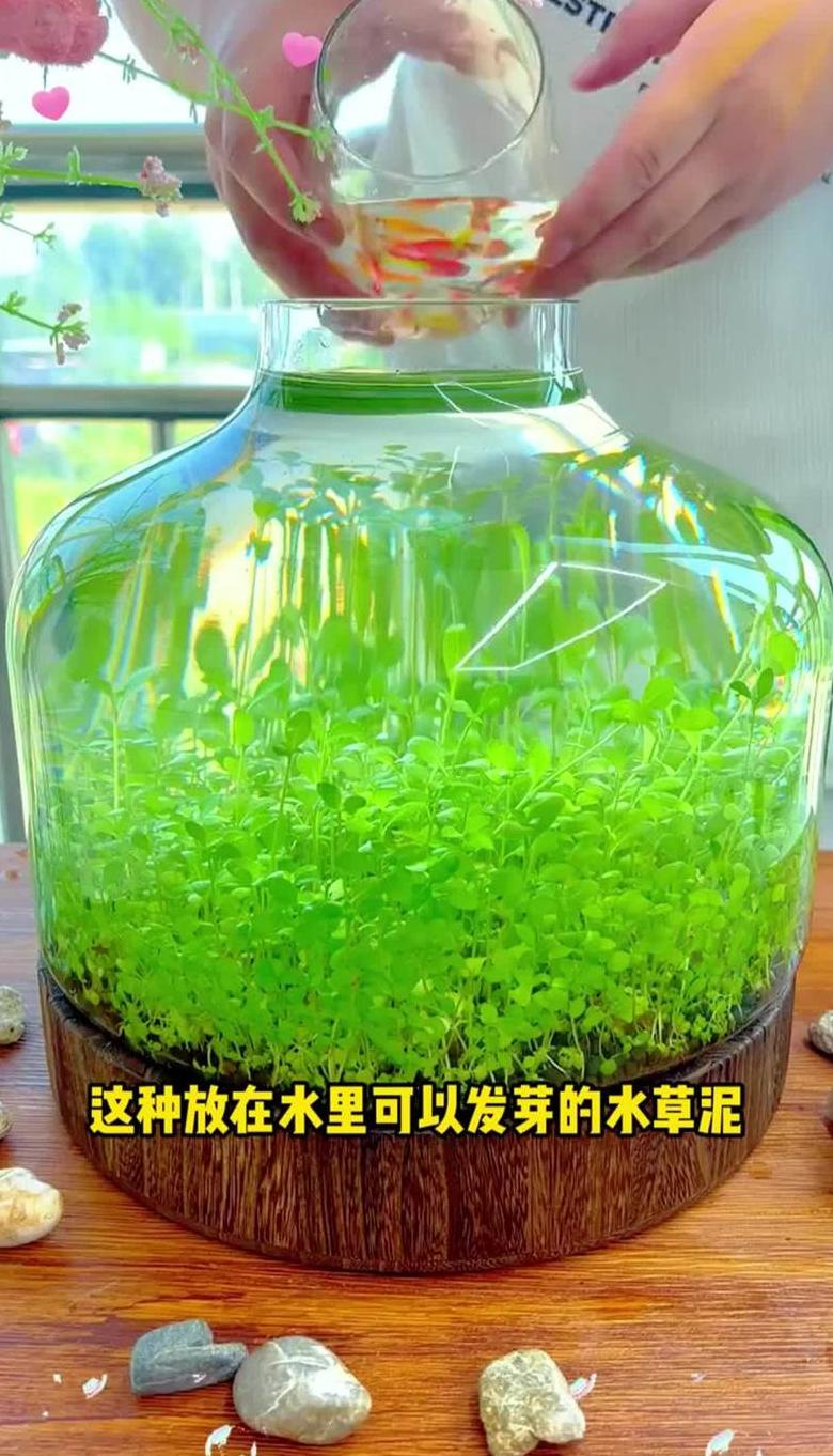 水草泥制作指南与替代品及与陶粒的对比分析