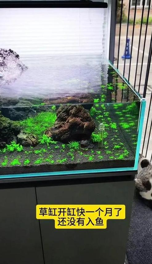 金鱼水族箱：放水草还是裸缸更佳？