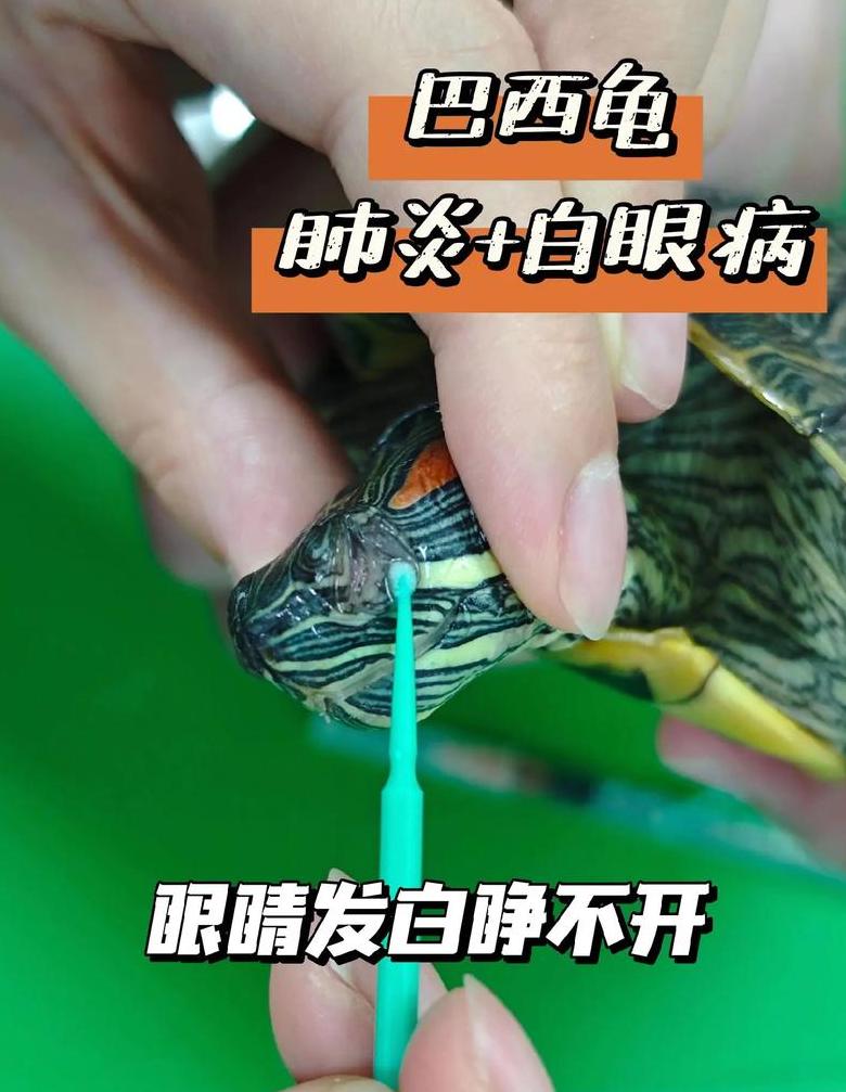 巴西龟口吐白沫怎么办及治疗要点