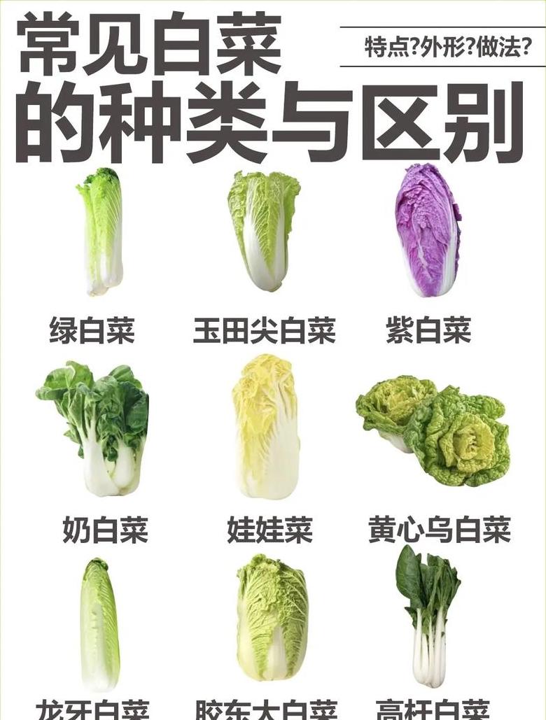 食品级PP5与PP材质对比解析