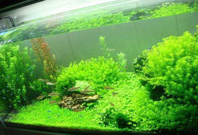 矮珍珠水草种植与养护指南