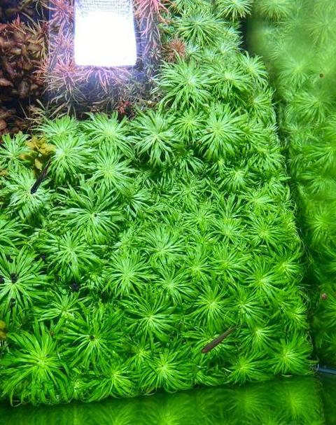 水草净化水质排名大全