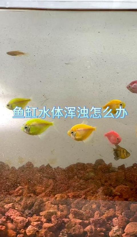 鱼缸水质清澈秘籍：三招让水清如山泉