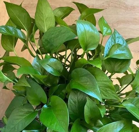 室内除甲醛利器：盘点吸附甲醛的植物种类