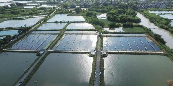 鱼塘水质调节方法全解析