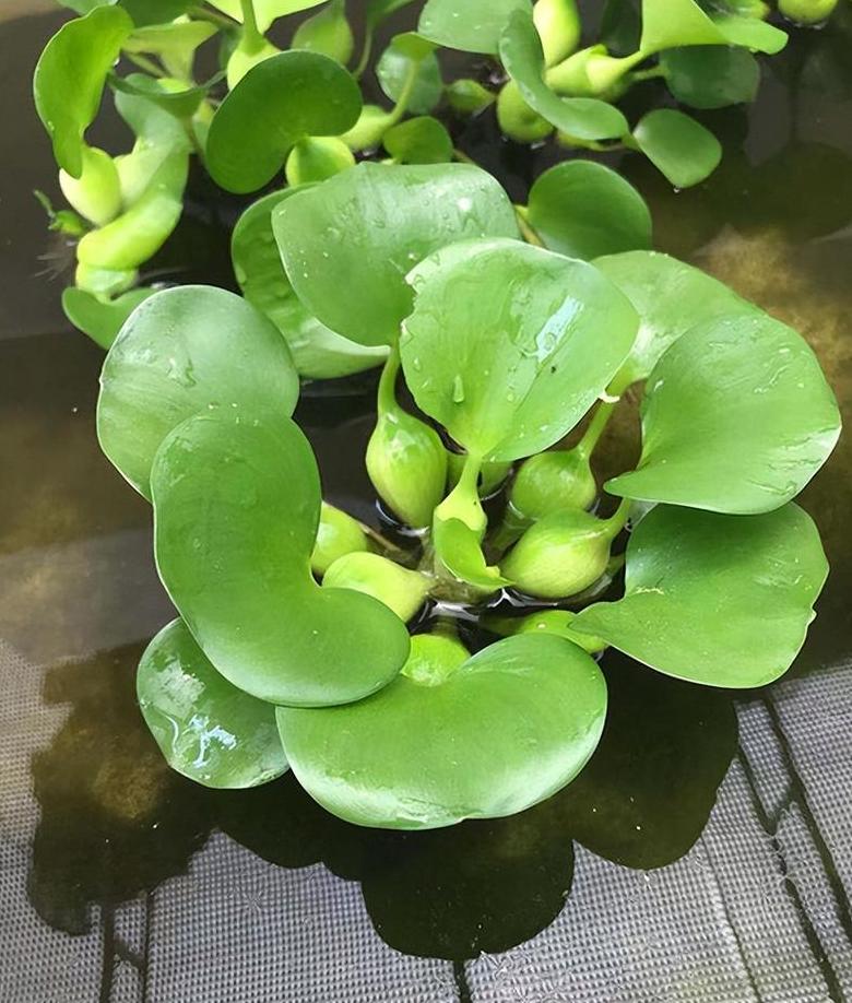六大水草盘点：哪种水草净化水质更有效？