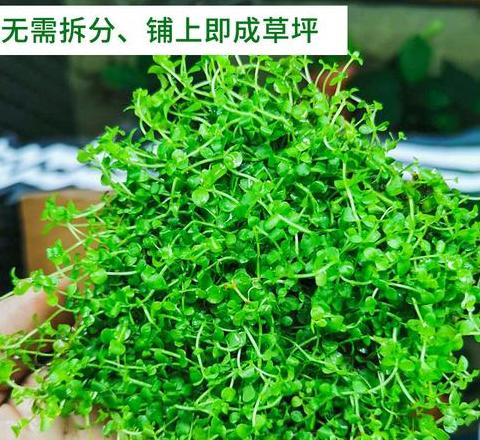 草缸植物养护攻略：矮珍珠与牛毛草养殖要点
