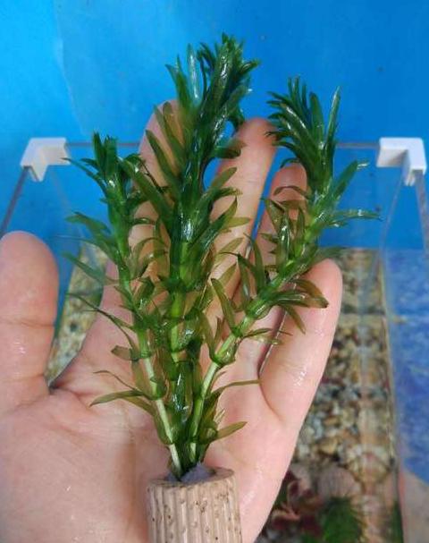水草净化水质指南：常见植物推荐