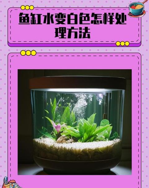鱼缸水变白浑浊？这样做清洁有效
