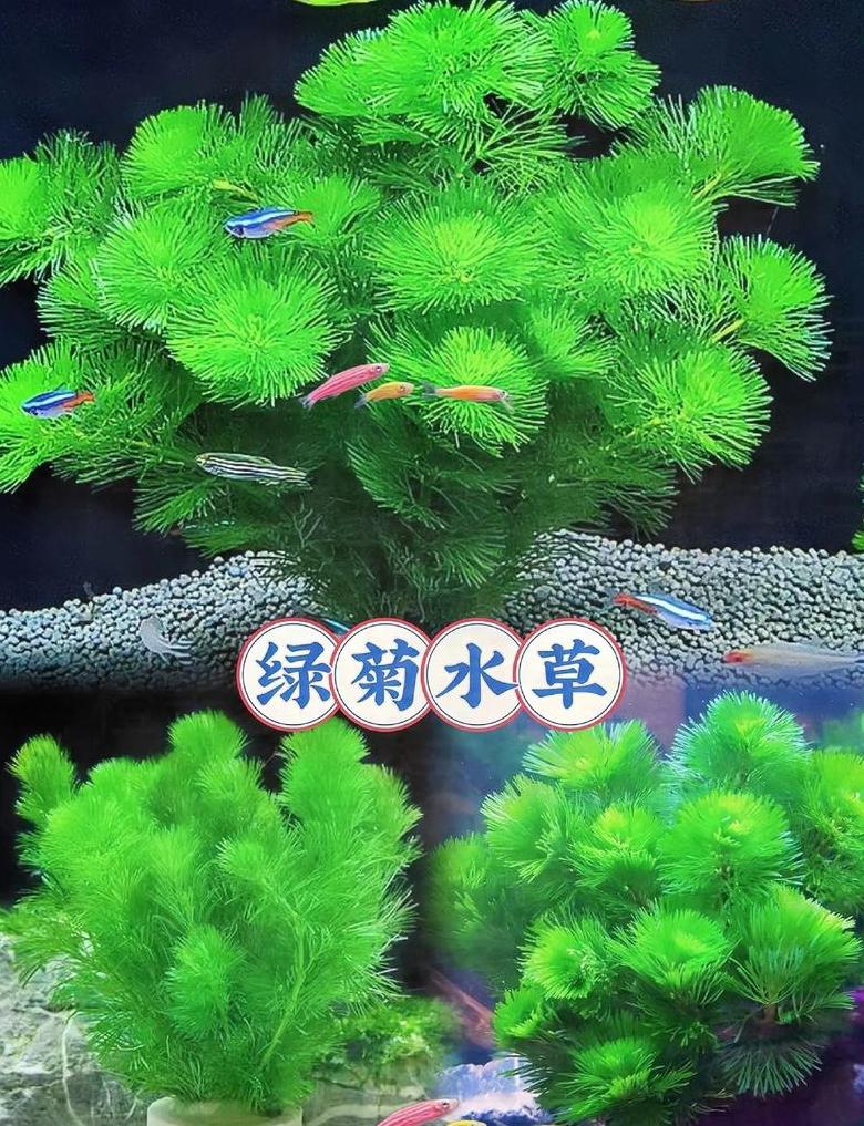 鱼池水草选择指南：净化水质与美化环境