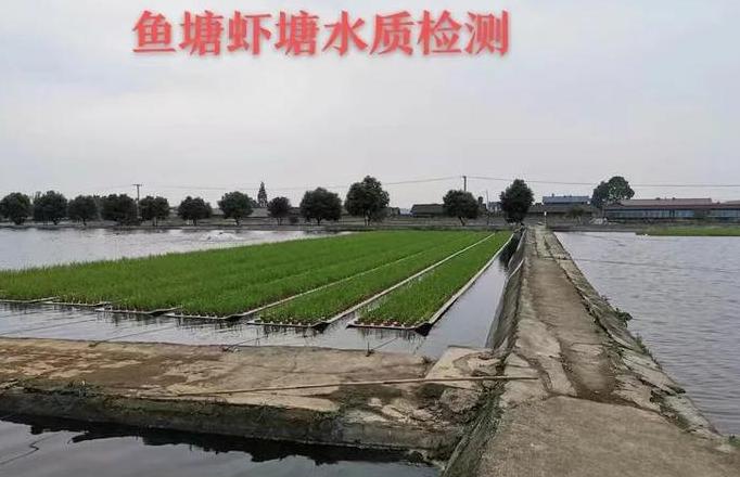 鱼塘水质净化攻略：浑浊变清实用方法