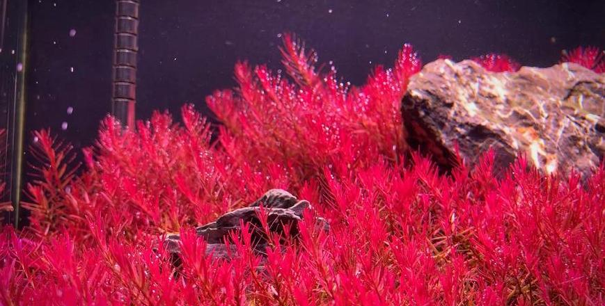 红宫廷水草茎叶枯萎？水质、光照和二氧化碳全解析