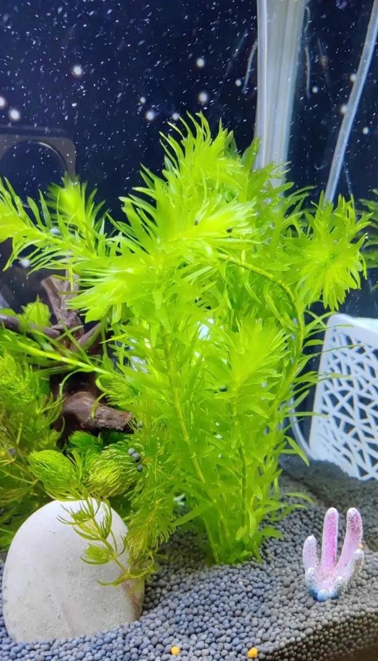 水葫芦净化鱼缸水质指南