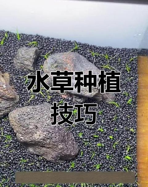 牛毛水草种植攻略：轻松掌握种植技巧