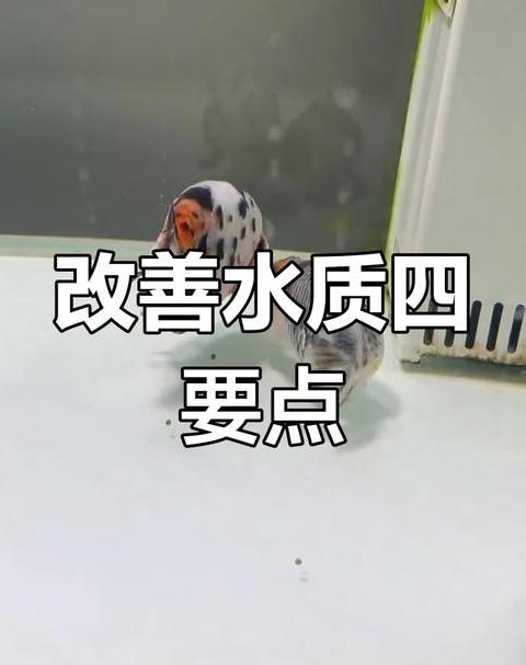 鱼缸水浑浊解决攻略：快速恢复清澈水质