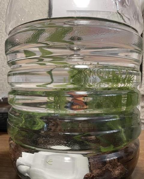 鱼缸水浑浊？加盐处理指南