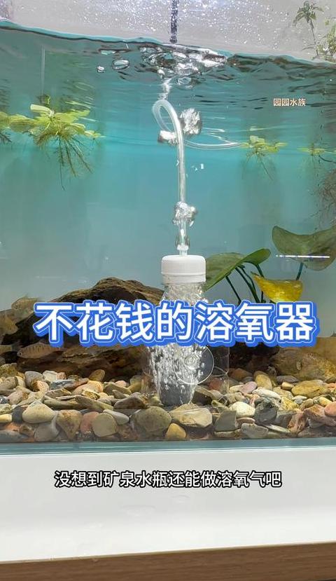 鱼缸增氧技巧：多种方法助鱼类呼吸顺畅