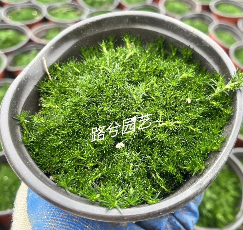 农村常见珍珠草：稀有药用植物还是普通草？