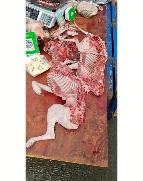 不可不知的猫肉食用禁忌