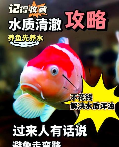 新鱼缸养鱼水浑浊怎么办？有效解决攻略