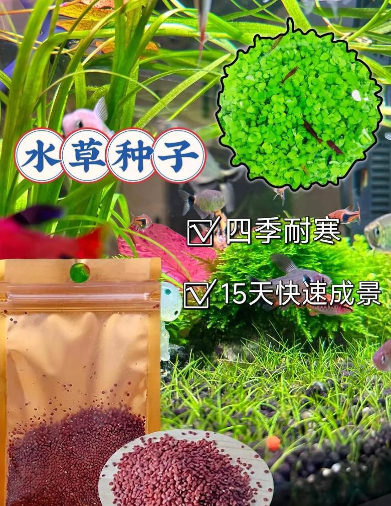 鱼缸水草种植指南：破解养护误区与电费省心之道