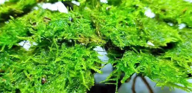 水草莫斯固定技巧全解析