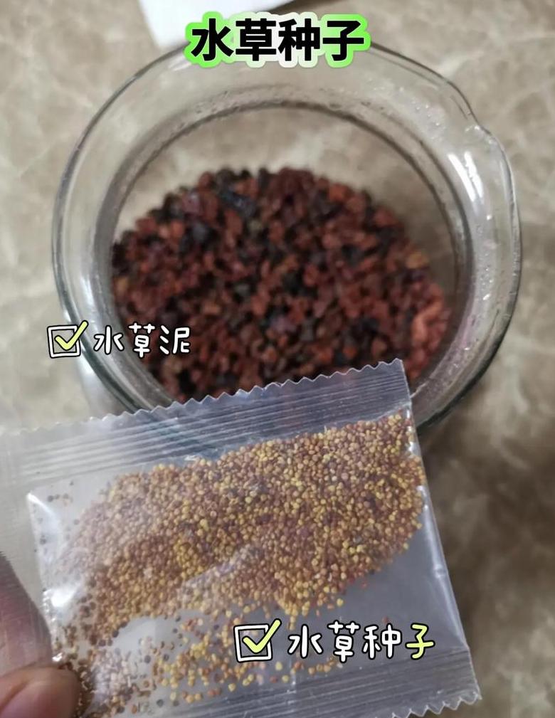 水草矮珍珠种植攻略：新手必看种植全流程