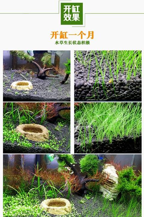 水草缸铺设泥浆厚度指南