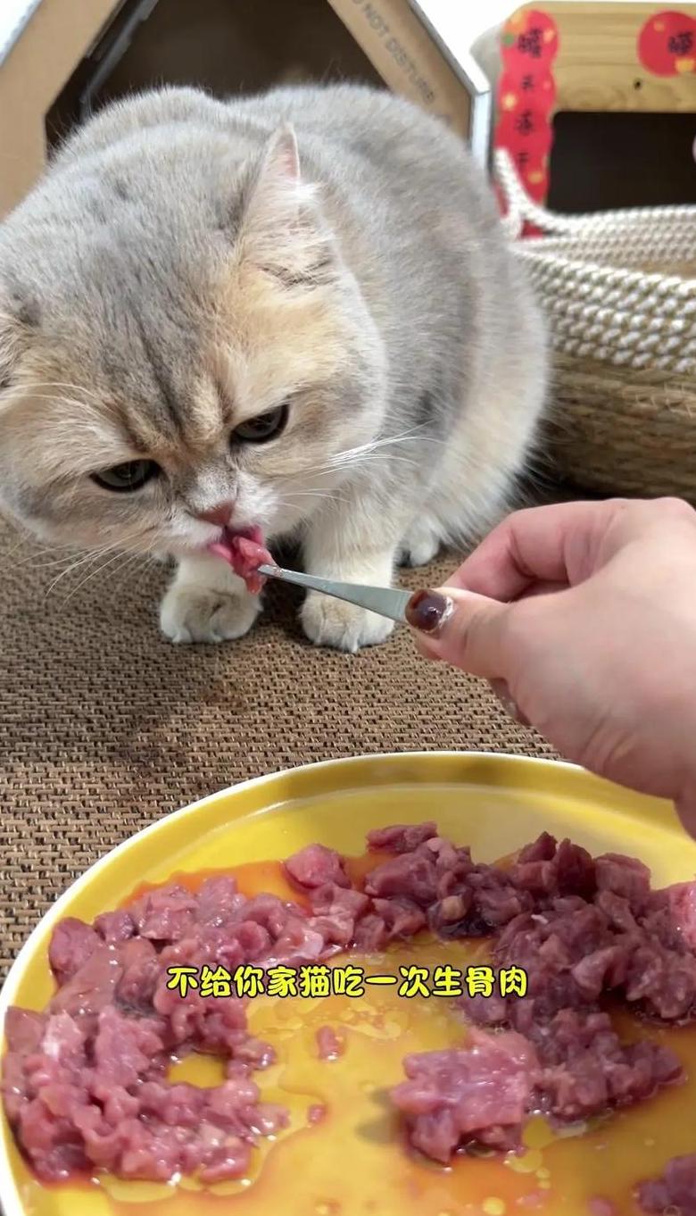 猫咪生骨肉制作攻略：营养美味，驱虫健康两不误