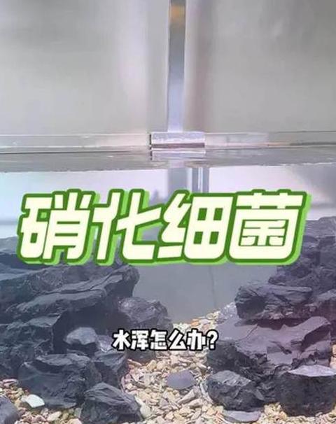 硝化细菌的培养与生长要点