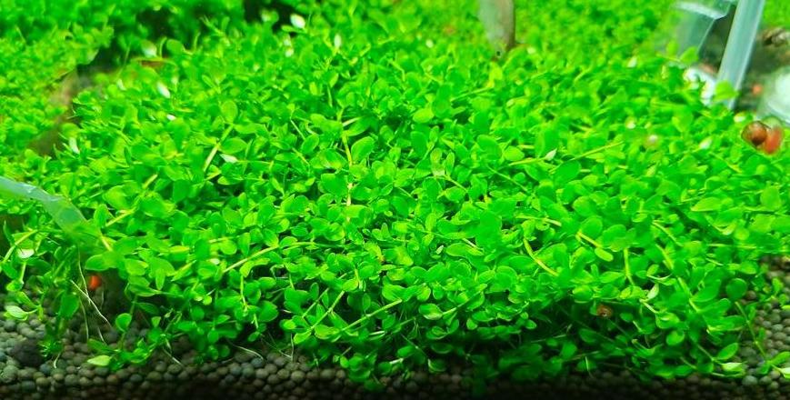 爬地矮珍珠种植攻略：繁殖方法与养护要点