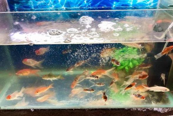 鱼缸水黄清澈处理与水质改善技巧