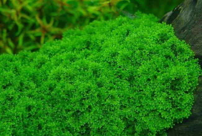 鱼缸水草养护攻略：新手必看！