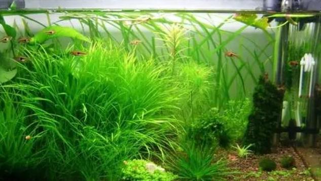 养鱼水草种类及选择指南