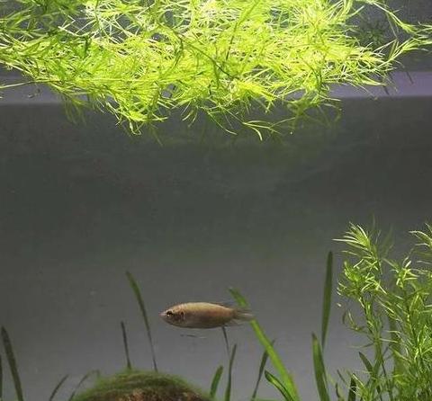 水草释放氧气：纯度与种类揭秘